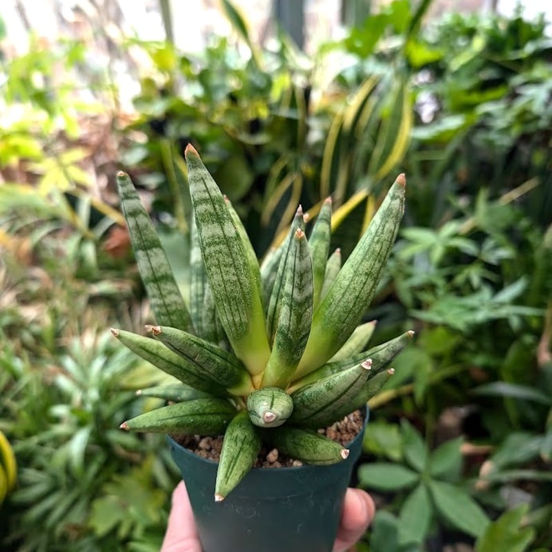サンスベリア Sansevieria Sandee B サンスベリア Sansevieria Sandee B
