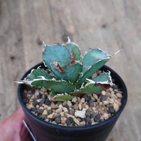 アガベ チタノタ 白鯨 2 Agave titanota white whale