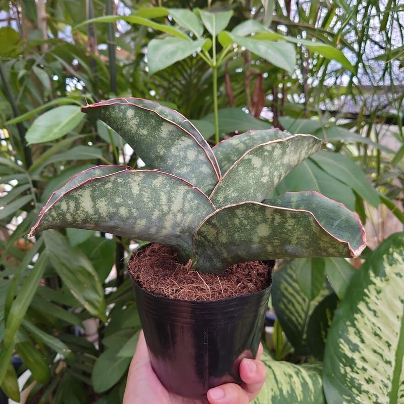 Sansevieria sp. Mafinga Tanzania Dragon Wing サン