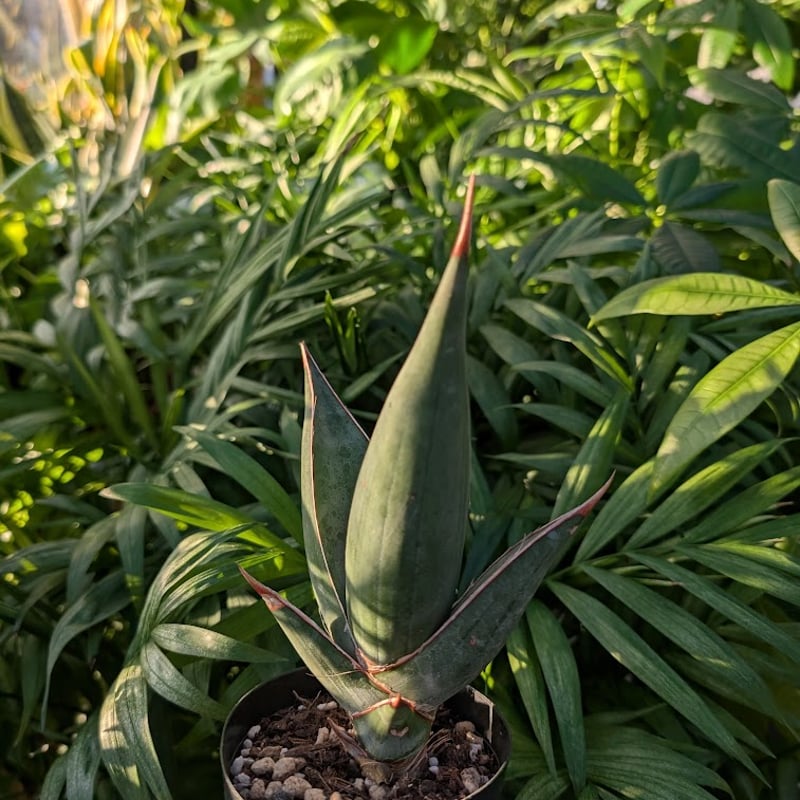 Sansevieria Pinguicula サンセベリア ピングイキュラ SP18 | My Sansevieria Pinguicula サンセベリア ピングイキュラ SP18 | My