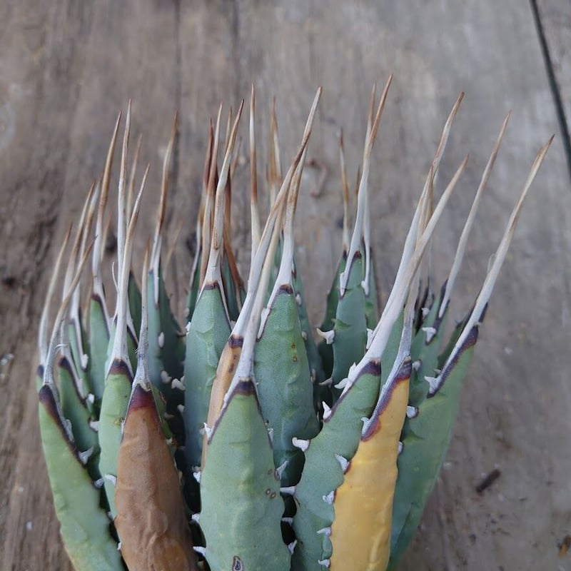 アガベ ユタエンシス ネバデンシス 1 Agave uthaensis var. nevade