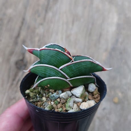 Sansevieria rorida サンスベリア ロリダ 3