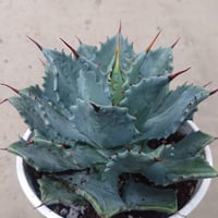 アガベ 雷神 1 Agave potatorum