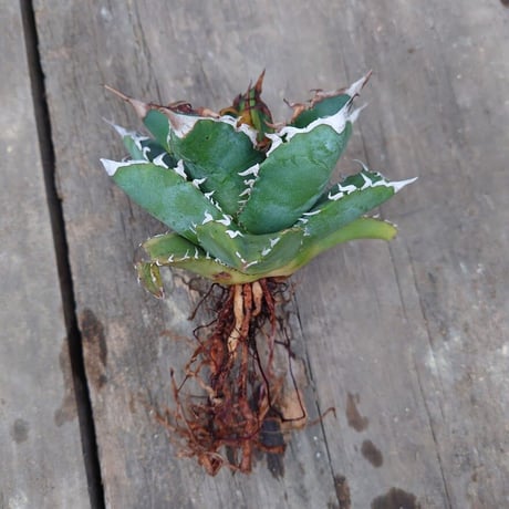 アガベ チタノタ ソーラーエクリプス 2 Agave titanota solareclipse