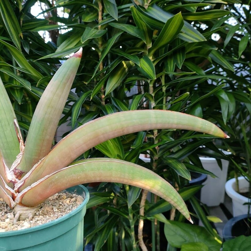 サンスベリア ユキオンナ ① サンセベリア sansevieria Sansevieria