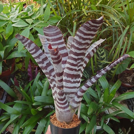 エクメア チャンティニー ブラックアイス 2 Aechmea chantinii CV. Black Ice seedling F1