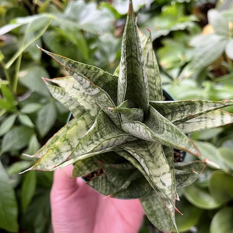 Sansevieria Marga サンセベリア マルガ SVM1