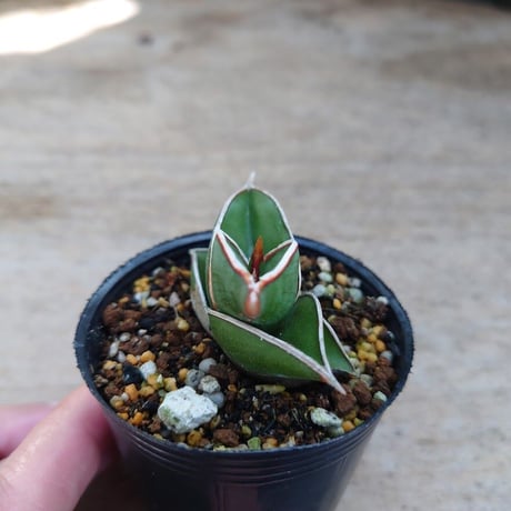 Sansevieria rorida サンスベリア ロリダ R3