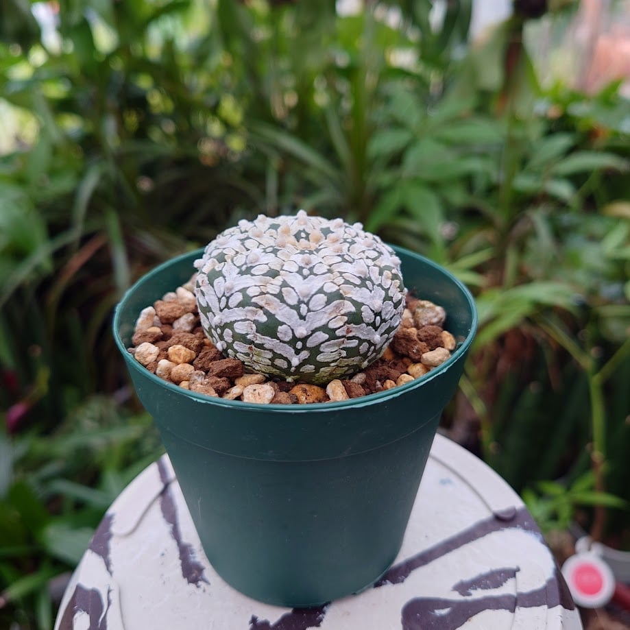 アストロフィツム スーパー兜 Vタイプ 2 Astrophytum asterias cv '
