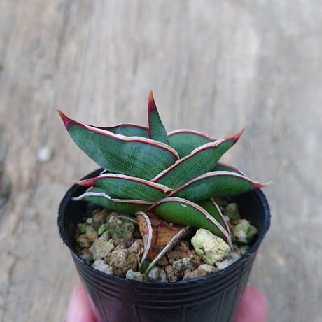 Sansevieria rorida サンスベリア ロリダ 5