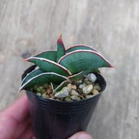 Sansevieria rorida サンスベリア ロリダ 6