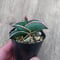 Sansevieria rorida サンスベリア ロリダ 6