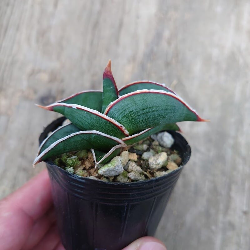 Sansevieria rorida サンスベリア ロリダ 6 | My-Favthings