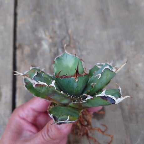 アガベ チタノタ 白鯨 3 Agave titanota white whale