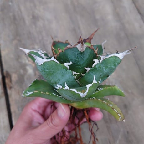 アガベ チタノタ ソーラーエクリプス 2 Agave titanota solareclipse