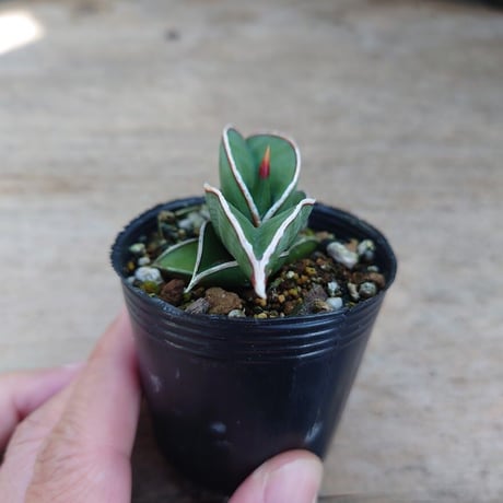 Sansevieria rorida サンスベリア ロリダ R9