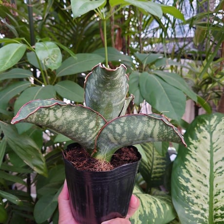 Sansevieria sp. Mafinga Tanzania Dragon Wing サンスベリア ドラゴンウィング LL1