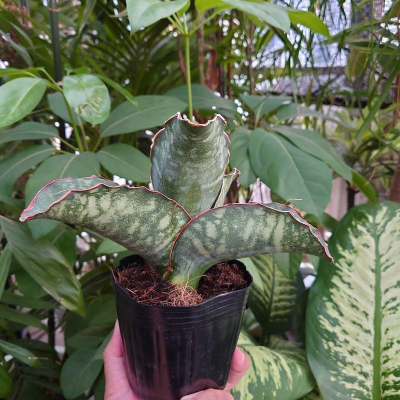 Sansevieria sp. Mafinga Tanzania Dragon Wing サン