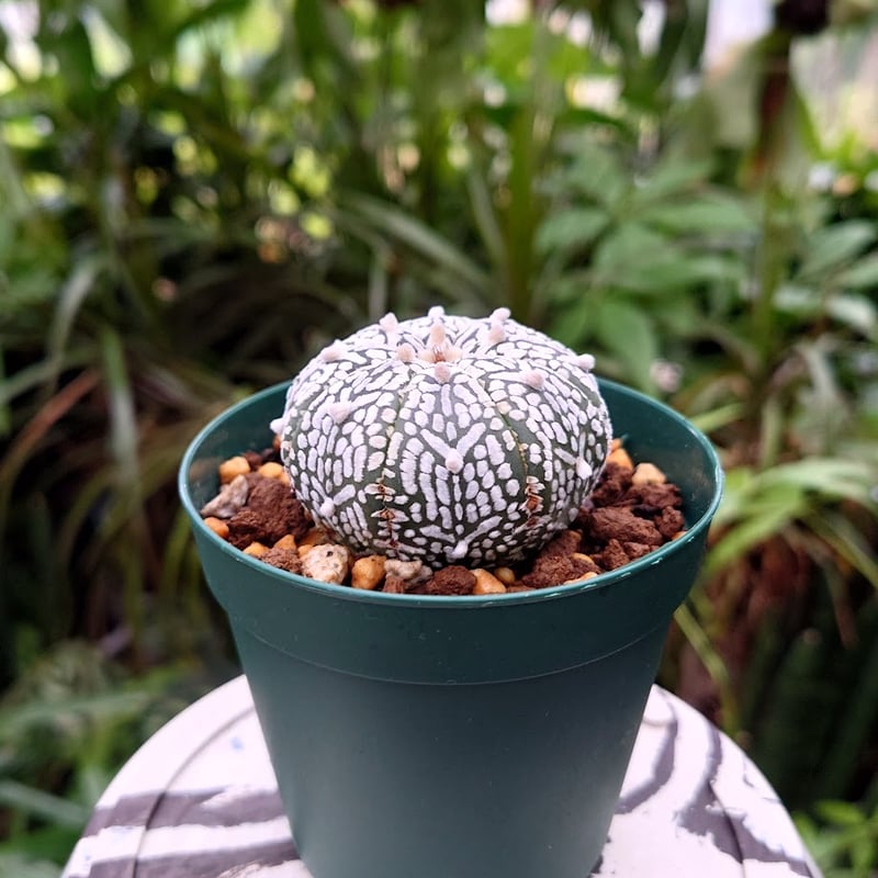 アストロフィツム スーパー兜 Vタイプ 1 Astrophytum asterias cv '...