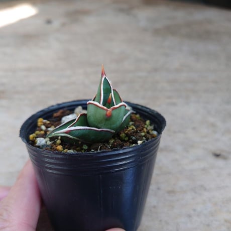 Sansevieria rorida サンスベリア ロリダ R4