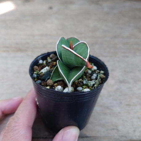 Sansevieria rorida サンスベリア ロリダ R9