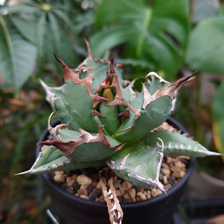 アガベ チタノタ 姫厳龍 1 Agave titanota dwarf