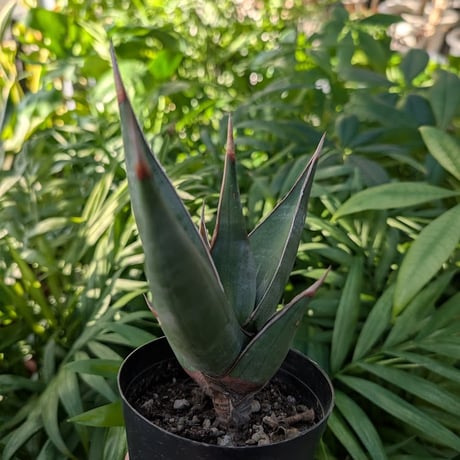 Sansevieria Pinguicula サンセベリア ピングイキュラ SP17