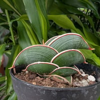 Sansevieria rorida サンスベリア ロリダ R15