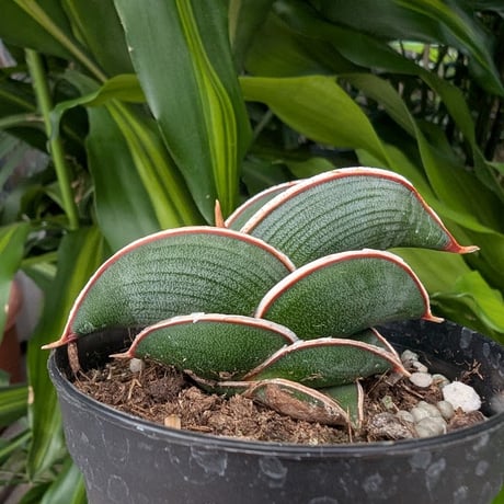 サンスベリア　ロリダ　３株セット サンセベリア：ロリダ 3号鉢植え の通販 | 園芸ネット