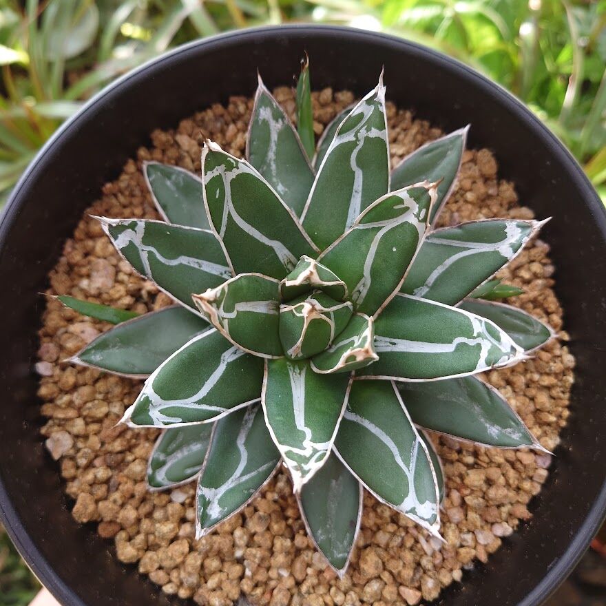 アガベ　ヴィクトリア レジーナ（笹の雪）　超短葉　子株 アガベ ヴィクトリアレジーナ ' 笹の雪 ' コンパクタ Agave