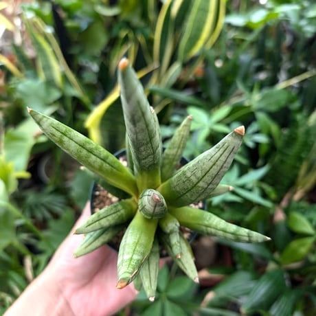 サンスベリア ヘッジホッグ 4 Sansevieria Hedgehog