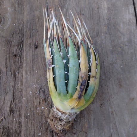 アガベ ユタエンシス ネバデンシス 4 Agave uthaensis var. nevadensis