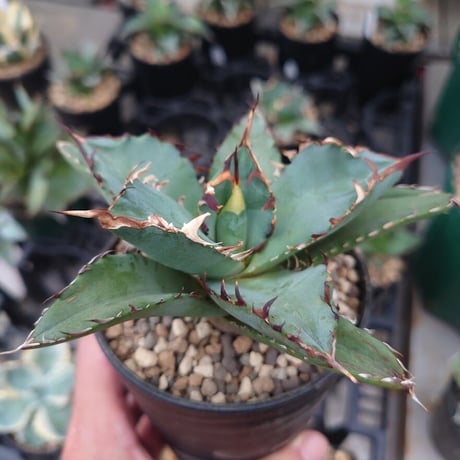 アガベ チタノタ 黒鯨 3 Agave titanota black whale
