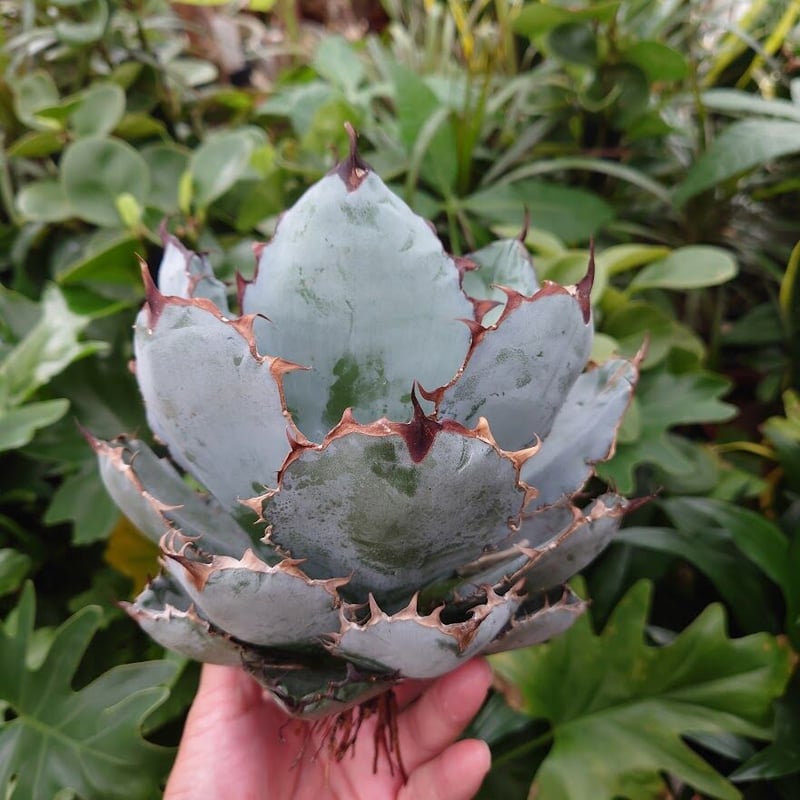 ゆ*ん様 アガベ チタノタ　ブラックアンドブルー　BB ゆ*ん様 アガベ チタノタ ブラックアンドブルー BB 🌿Agave