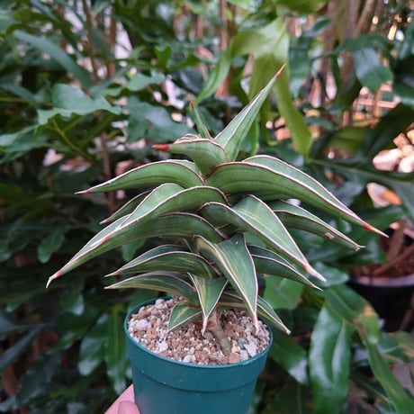 サンスベリア ラヴラノス 23251 Sansevieria Lav.23251斑入り