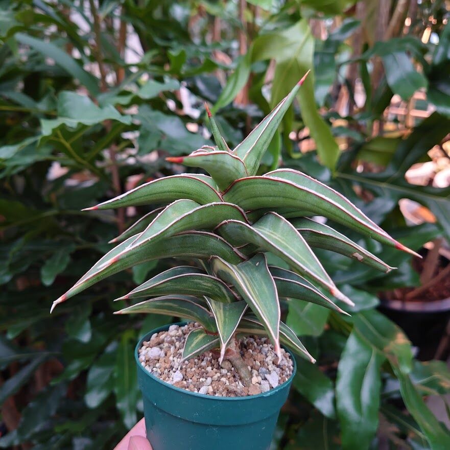 サンスベリア ラヴラノス 23251 Sansevieria Lav.23251斑入り | M