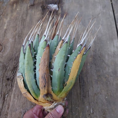 アガベ ユタエンシス ネバデンシス 1 Agave uthaensis var. nevadensis