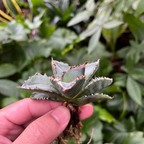 アガベ チタノタ "白火焔" ホワイトファイア WF2 Agave Titanota ‘White  Fire’