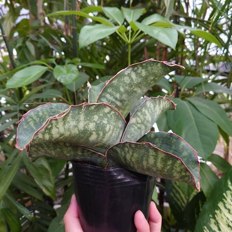 Sansevieria sp. Mafinga Tanzania Dragon Wing サンスベリア ドラゴンウィング LL4