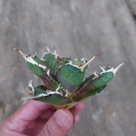 アガベ チタノタ 白鯨 1 Agave titanota white whale