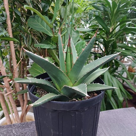 アガベ パープソラム 帝釈天 Agave purpusorum 2