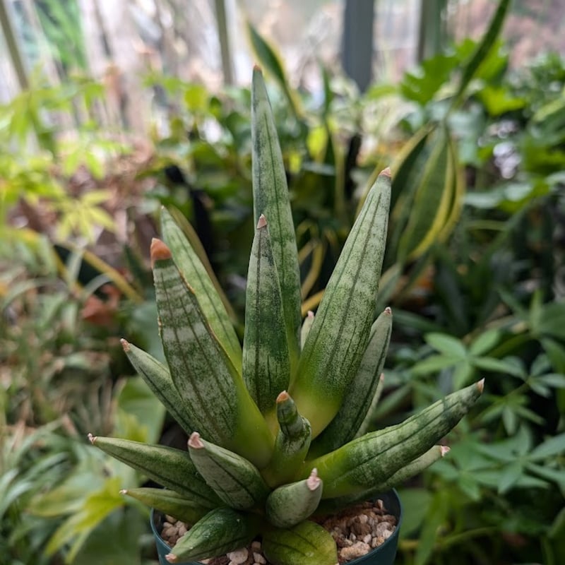 サンスベリア ヘッジホッグ 4 Sansevieria Hedgehog | My-Favth