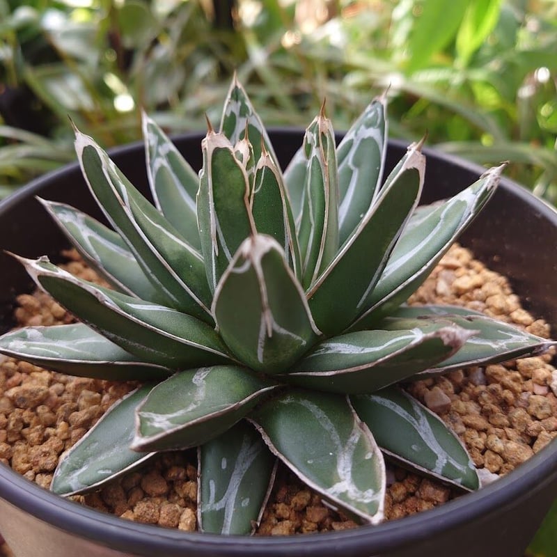 アガベ 笹の雪 2 Agave victoriae reginae | My-Favthings
