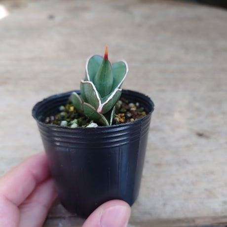 Sansevieria rorida サンスベリア ロリダ R8