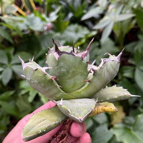 アガベ チタノタ アザラシ 海豹 CS4 agave titanota Compacta 'Seal'