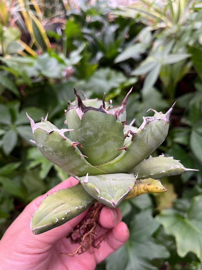 アガベ　チタノタ　海豹　アザラシ　オテロイ アガベ チタノタ アザラシ 海豹 CS4 agave titanota Compacta 'S