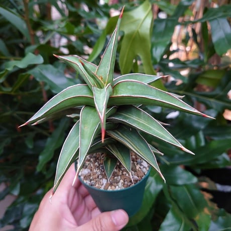 サンスベリア ラヴラノス 23251 Sansevieria Lav.23251斑入り