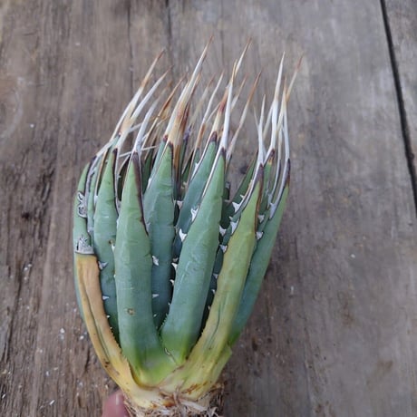 アガベ ユタエンシス ネバデンシス 3 Agave uthaensis var. nevadensis