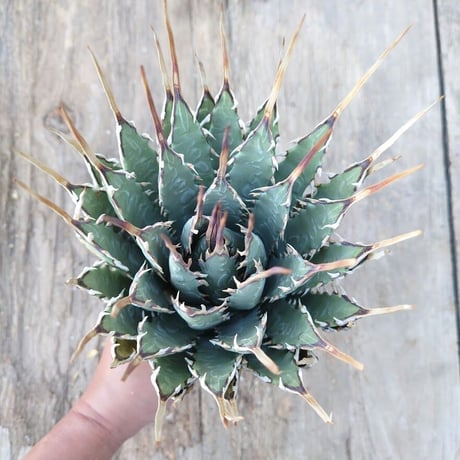 アガベ ユタエンシス ネバデンシス 6 Agave uthaensis var. nevadensis