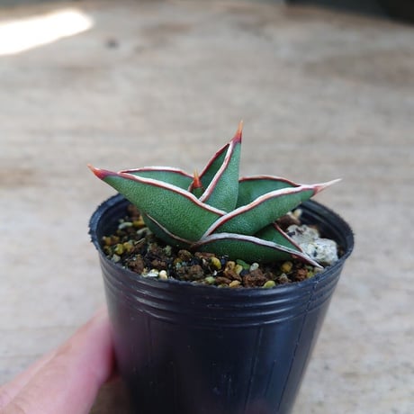 Sansevieria rorida サンスベリア ロリダ R4